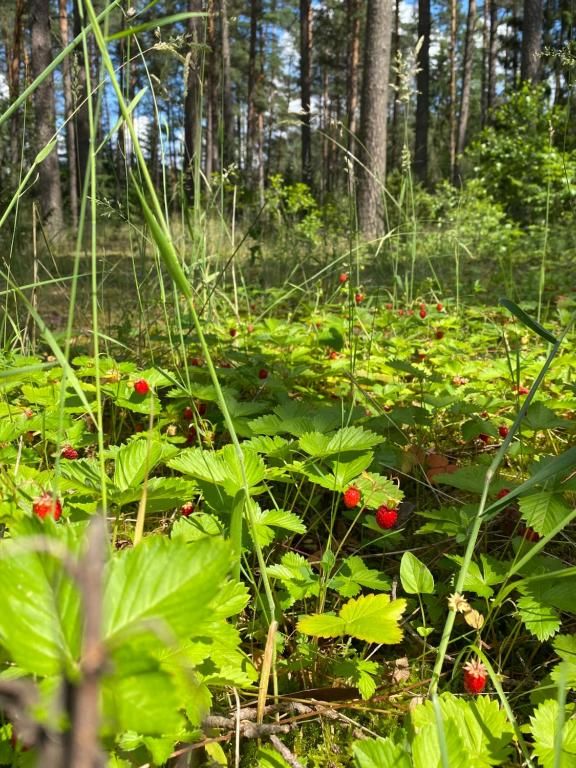 Дома для отпуска Rojaus Slenis Друскининкай-59